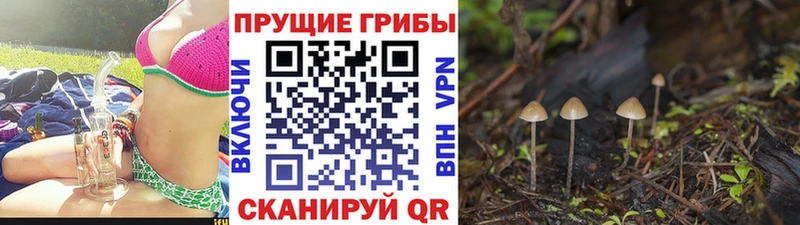 Галлюциногенные грибы Cubensis  наркота  Звенигово 